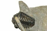 Hollardops Trilobite Fossil With Cornuproetus - Ofaten, Morocco #327548-8